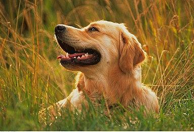 育碧腾讯子公司的决策权归育碧 腾讯仅提供咨询建议